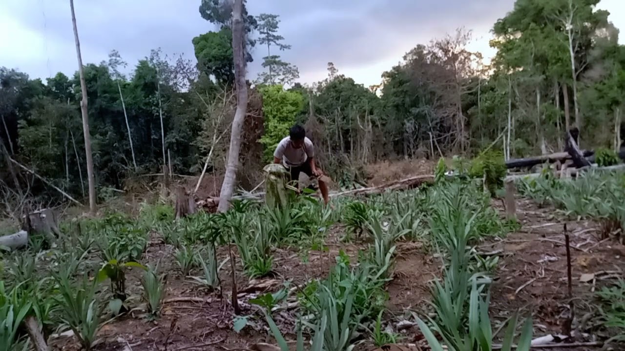 Bersihkan rumput kebun nanas.#nanasmadu .#petanimuda .@sadrii2557