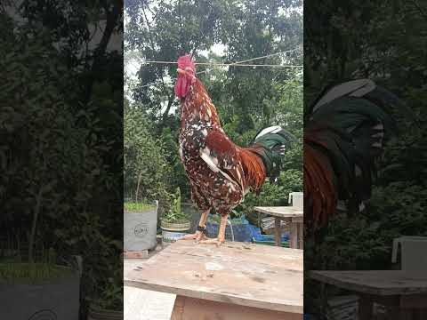 Rooster Calling |
