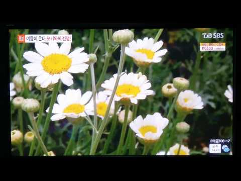 2015 sbs 모닝와이드 제충국