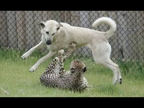 CHEETAH VS DOG fierce battle - YouTube