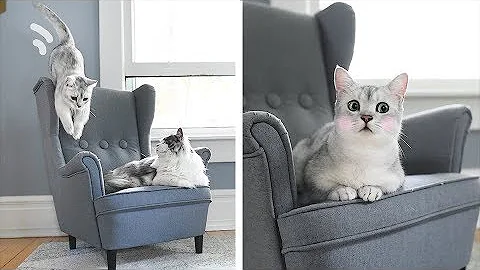 Watch the video about We Bought a MINI IKEA Armchair for Our Cats