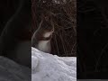 Agitated #squirrel sweeps the #snow with its #tail #shorts #animals #garden #winter #cute