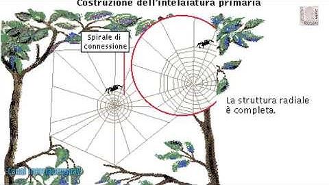 Ragnatela costruzione e come il ragno usa la trappola LINGUA ITALIANA ANIMAZIONE BEN SPIEGATA