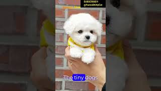 Bichon frise facts you must know! #shorts  #foryou #animals #funnyshorts #viral #bichonfrise #dogs
