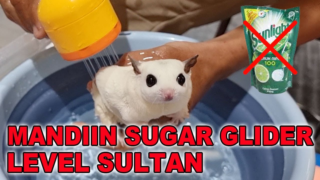 MANDIIN SUGAR GLIDER LEVEL SULTAN