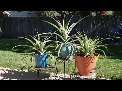 Video: Overleeft ananas de winter?
