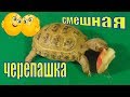 Как определить возраст черепахи/ Смешная черепаха