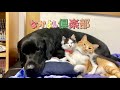 すっかりファミリーの一員になった保護猫ちゃん♡先住犬･先住猫とあっという間に仲良く♪
