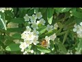Flowers and Bees