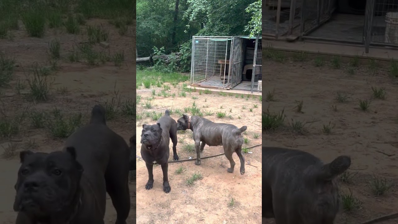 When your cane corso female goes into heat