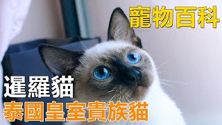 【暹羅貓】泰國皇室專屬貴族貓你想養一只嗎