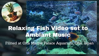 Tranquil Aquatic Bliss: Relaxing Fish Swim at Oita Marine Palace Aquarium | Ambient Music