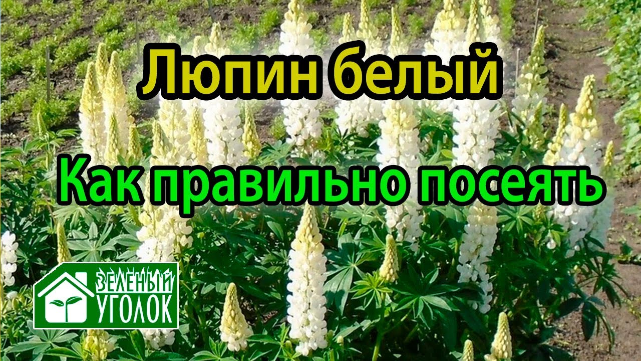  белый как сеять - YouTube