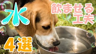 犬や猫に水を飲ませる方法４選