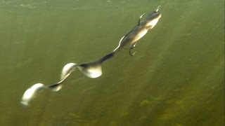 Fishing: soft-baits / lures for pike zander bass in action underwater. Рыбалка приманки под водой.