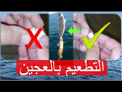 صيد السمك في لبنان كيف نضع طعم العجين بطريقة صحيحة وإحترافية لضمان إلتصاقها بالسنارة او الغدارة