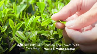 Reading Tea Leaves Using DJI Mavic 3 Multispectral