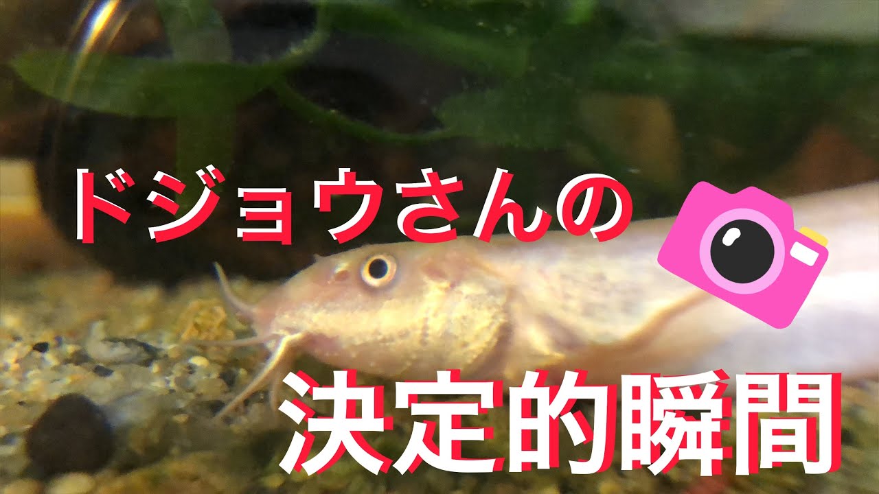 ビオトープ ドジョウの決定的瞬間をとらえた Youtube