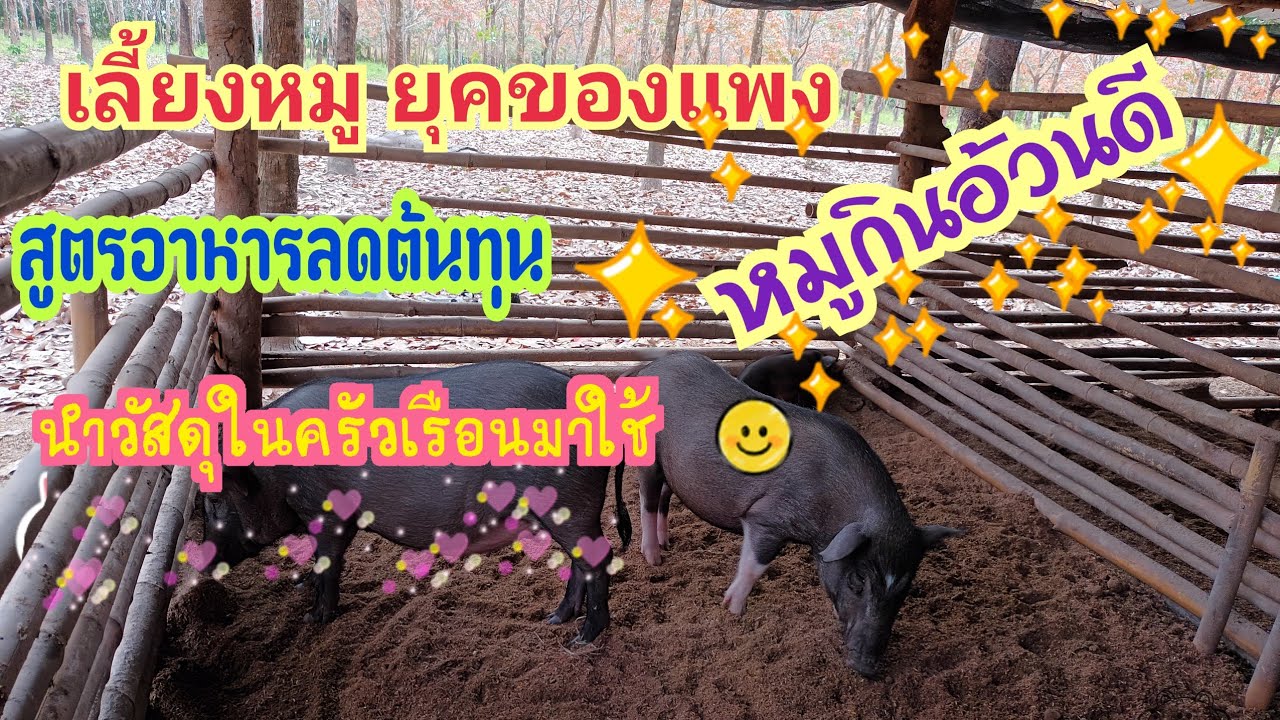 เลี้ยงหมูป่าลูกผสม สูตรอาหารหมูลดต้นทุน ยุคของแพง สนใจดูคลิปจ้า👍👍🥰🥰🐷🐷🐷👍👍 | เนื้อหาล่าสุดเกี่ยวกับสูตร อาหาร หมู ผสม เอง