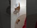 My Lovely Toy Delivery Cat - おもちゃを運んでくる猫が可愛すぎる　#cat　#catlover　#shorts　#猫のいる暮らし