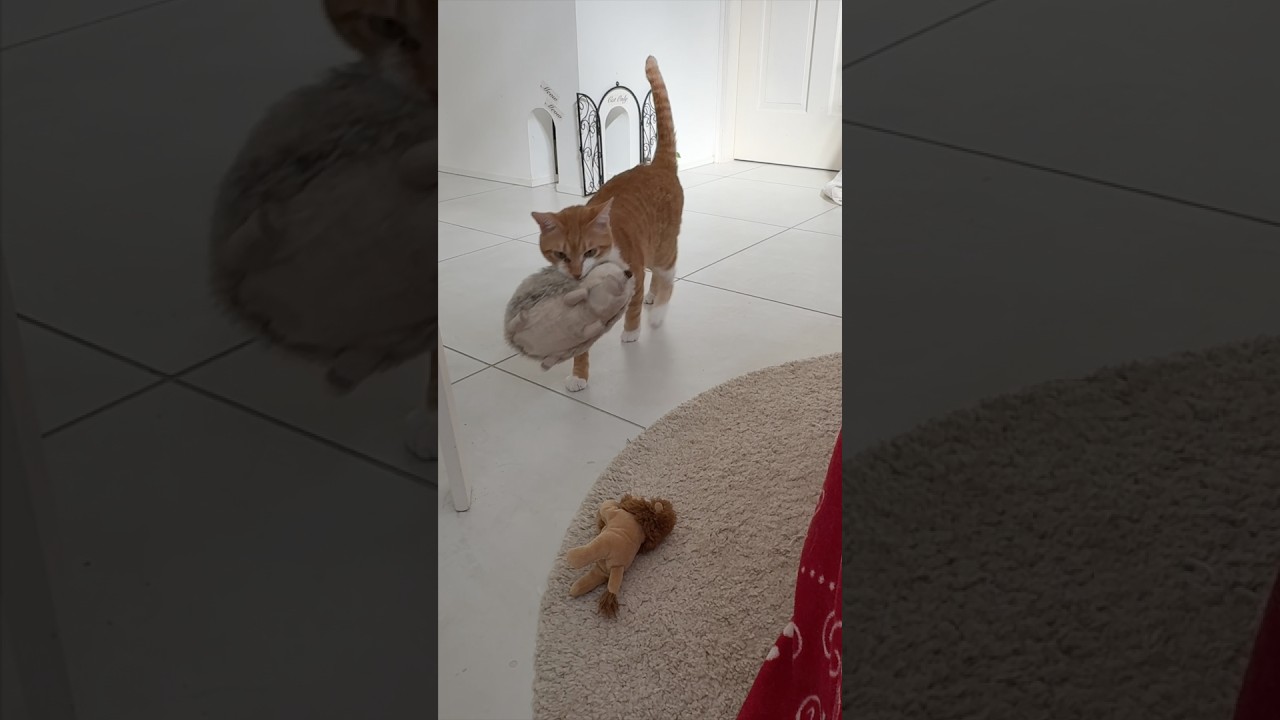 My Lovely Toy Delivery Cat - おもちゃを運んでくる猫が可愛すぎる　#cat　#catlover　#shorts　#猫のいる暮らし
