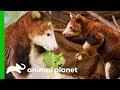 Keepers Hope These Shy Tree Kangaroos Will Have A Baby | The Zoo: San Diego
