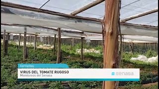 Monitoreo de virus rugoso del tomate en Corrientes