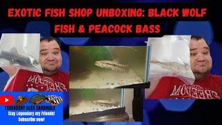 Exotic Fish Shop Unboxing: Black Wolf Fish & Peacock Bass