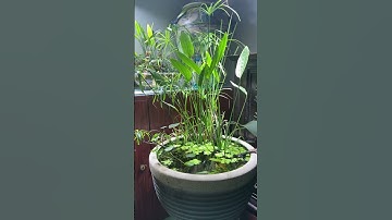 Bể Cá Đơn giản, Bể cá thùng xốp, Mini pond