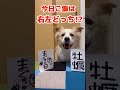 右左どっち?犬が選んだ方を入れてご飯作ったら最高に美味しかったらしい!!【ボーダーコリー】