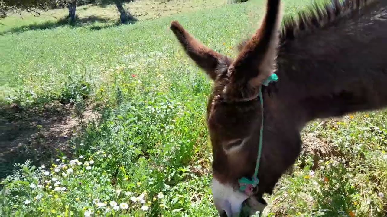 شاركت معكم فيديو رائع اجواء الطبيعه