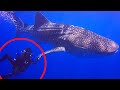 Brave Divers Rescue A Whale Shark