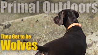 Primal Outdoors - They get to be Wolves by Primal Outdoors - Camping and Overlanding 10,224 views 3 months ago 13 minutes, 2 seconds