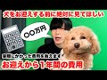 犬をお迎えしてから1年間でかかったリアルな費用を徹底解説します。犬のお迎えを検討している方へ。【トイプードル】