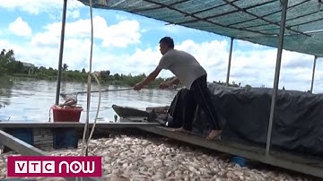 Hơn 160 tấn cá lồng bè chết bất ngờ tại Tiền Giang