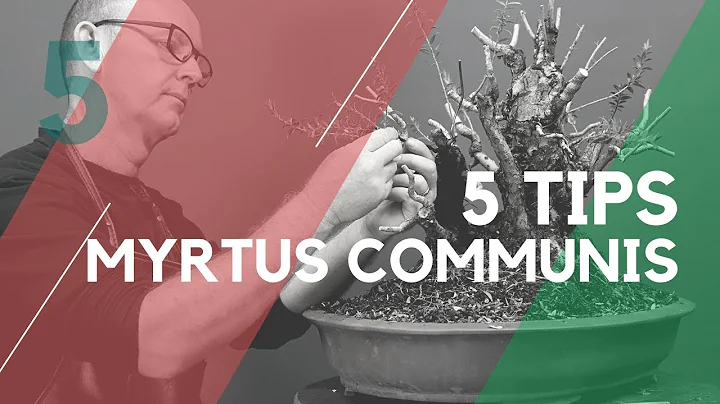 Styling a Myrtle communis for bonsai