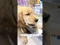 Không mua là ăn vạ đó nha #chomeodangyeu #cuncon #meocon #dethuong #petvideos
