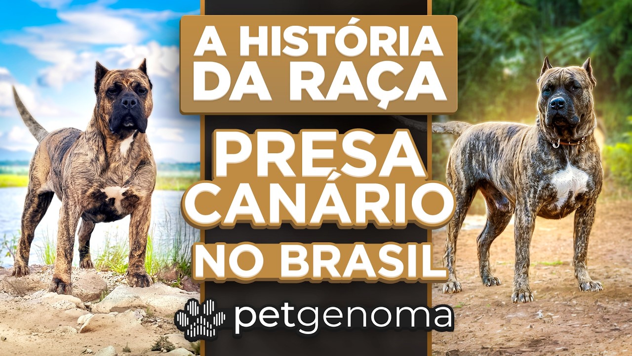 A verdadeira história do PRESA CANÁRIO no Brasil: O encontro dos pioneiros! | Cinofilia Digital