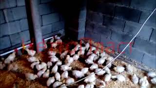 Подстилка для животных Казахстан г. Алматы Подстилка для животных Казахстан г. Алматы