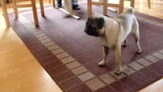 Pug afraid of mini pug