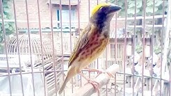 Burung Manyar Kelapa Free Music Download