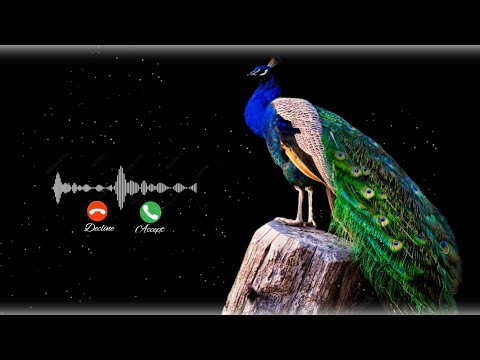 Peacock Voice Ringtone Natural Sound Soothing Unique Tone