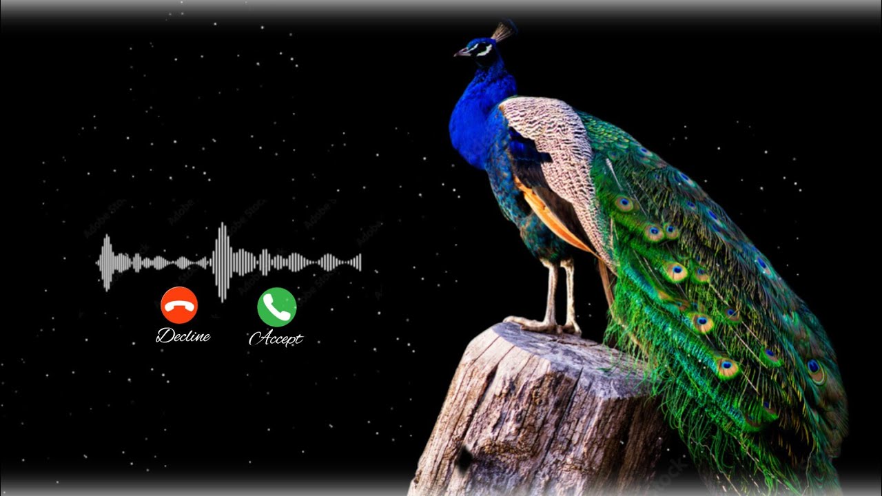 Peacock Voice Ringtone 🦚 | Natural Sound | Soothing & Unique Tone