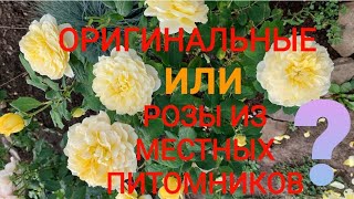 #оригинальные_саженцы_роз О розах оригинальных и местных!