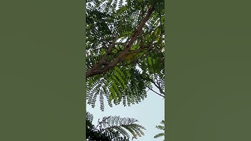 Thumbnail of Little Yellow Bird In The Shade