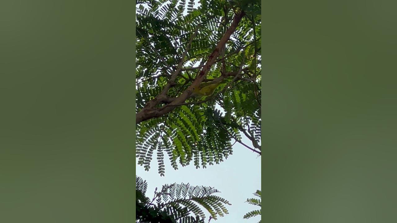 Little Yellow Bird In The Shade Little Yellow Bird In The Shade