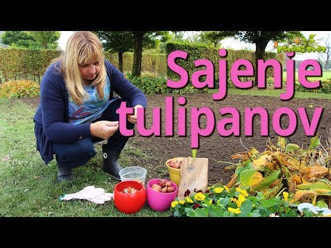 Video: Tulipani: sajenje in nega na odprtem terenu