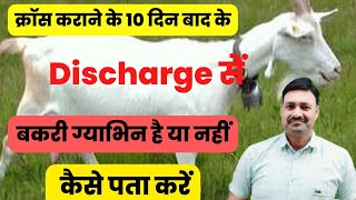 गाभिन बकरी की पहचान कैसे करें 10 दिन बाद के ताते से  Pregnant Bakri ki pehchan