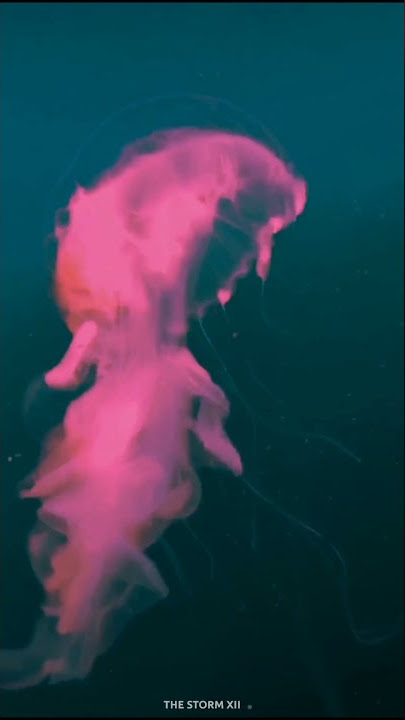 Talking To The Moon x Play Date Aesthetic Whatsapp Status |Tiktok Mashup | English Songs Status |