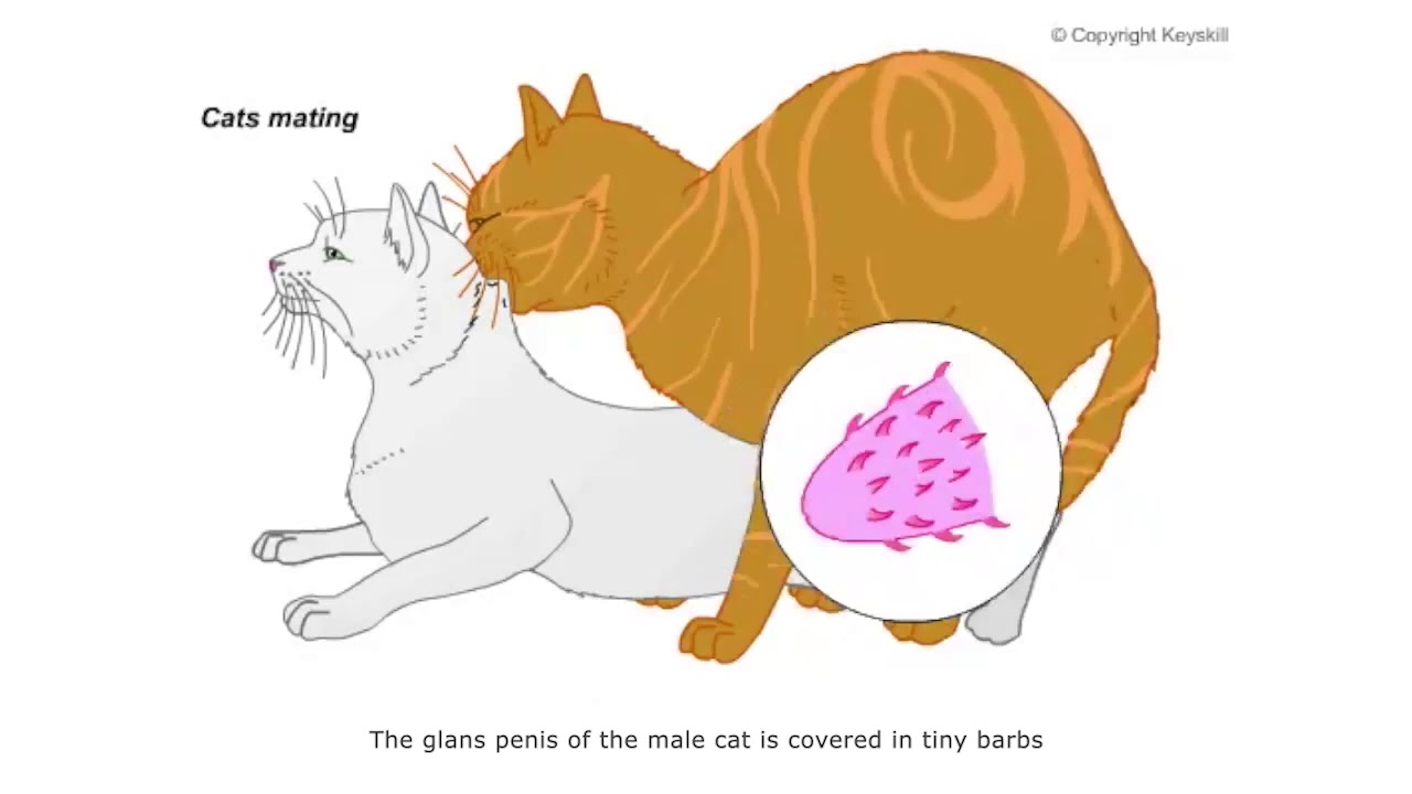 Cats Mating Diagram 